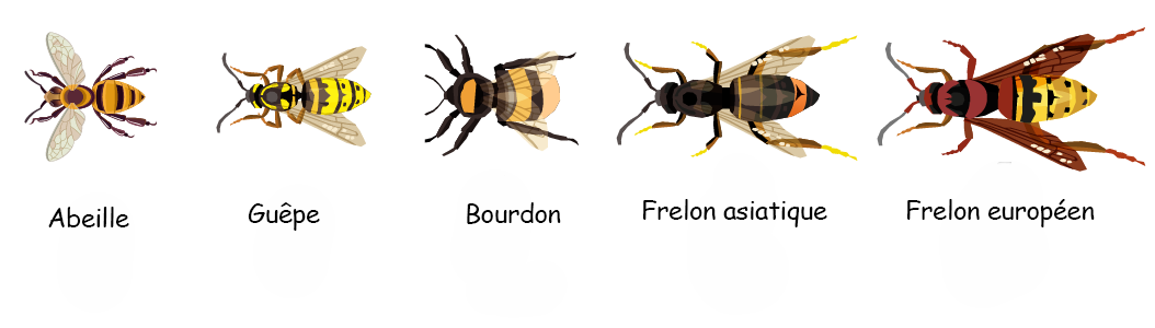 descriptions guêpes