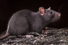 Comment dératiser des rats sur Paris ?